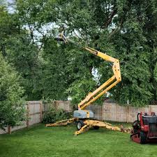 Best Hazardous Tree Removal  in San Juan Pistrano, CA