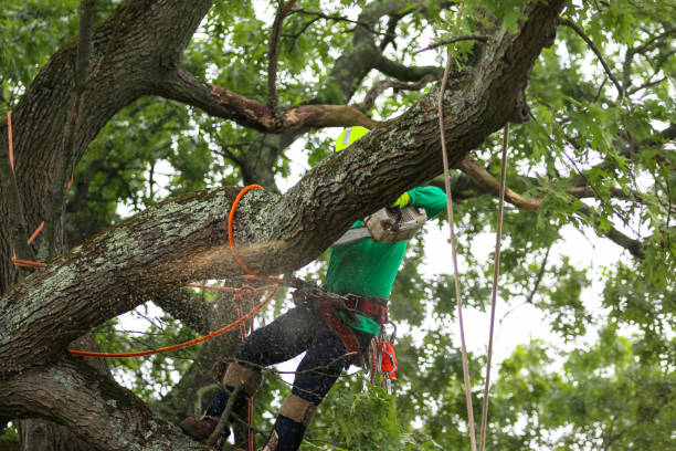 Best Fruit Tree Pruning  in San Juan Pistrano, CA