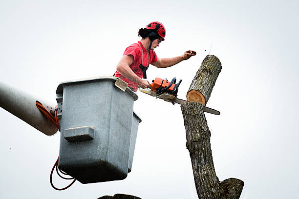 Best Tree Maintenance Programs  in San Juan Pistrano, CA