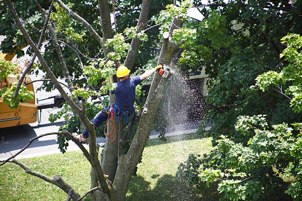 Best Hedge Trimming  in San Juan Pistrano, CA