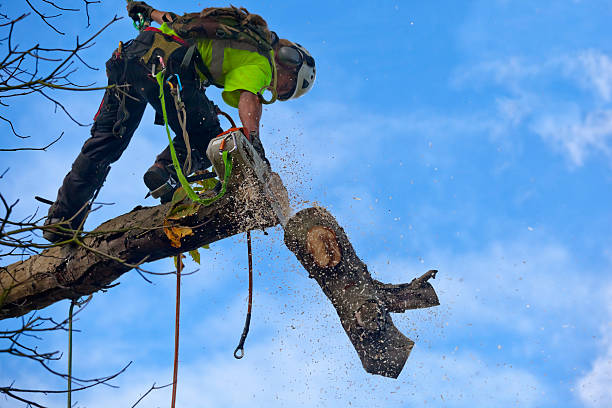 How Our Tree Care Process Works  in  San Juan Capistrano, CA