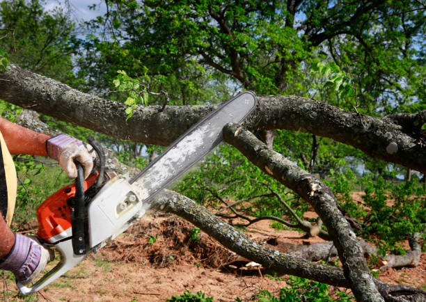 Best Lot and Land Clearing  in San Juan Pistrano, CA