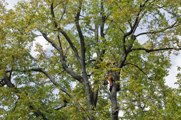 Trusted San Juan Capistrano, CA Tree Services Experts